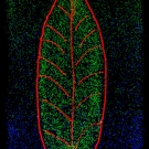 Light Painting - Leaves