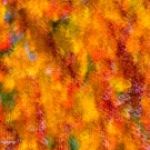 Wild Color Painting - Orange